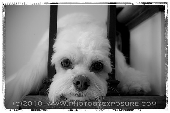 Photography By Exposure Animal photographer
