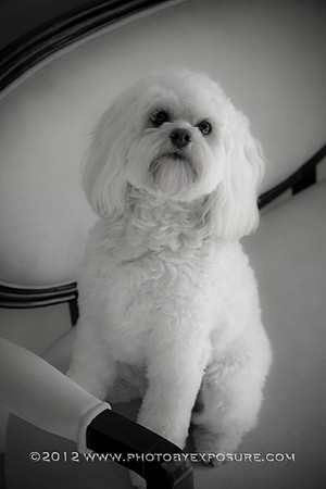 Photography By Exposure Animal photographer