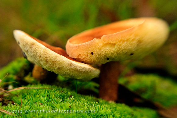 Scenic, Nature & Landscape  Photography, Photography By Exposure