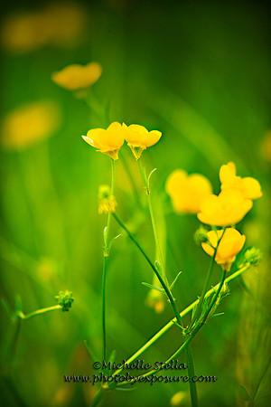 Nature Photography, Photography By Exposure